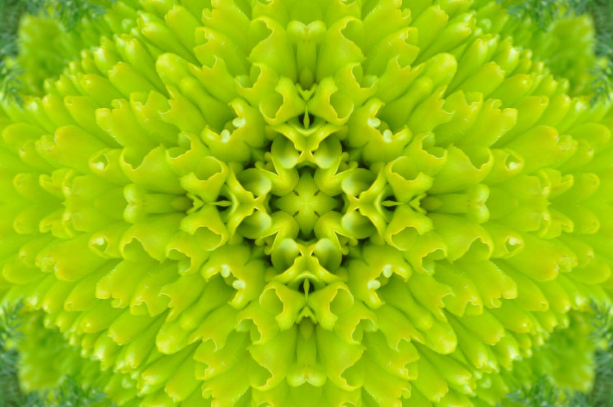 Nourishing All Aspects: Are You Looking for a Kaleidoscopic Approach?