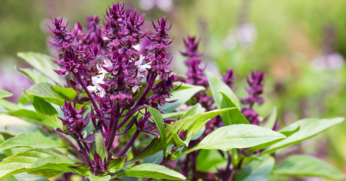 Holy Basil: The Natural Way to Adapt to Stress. And 20 Other Cures.