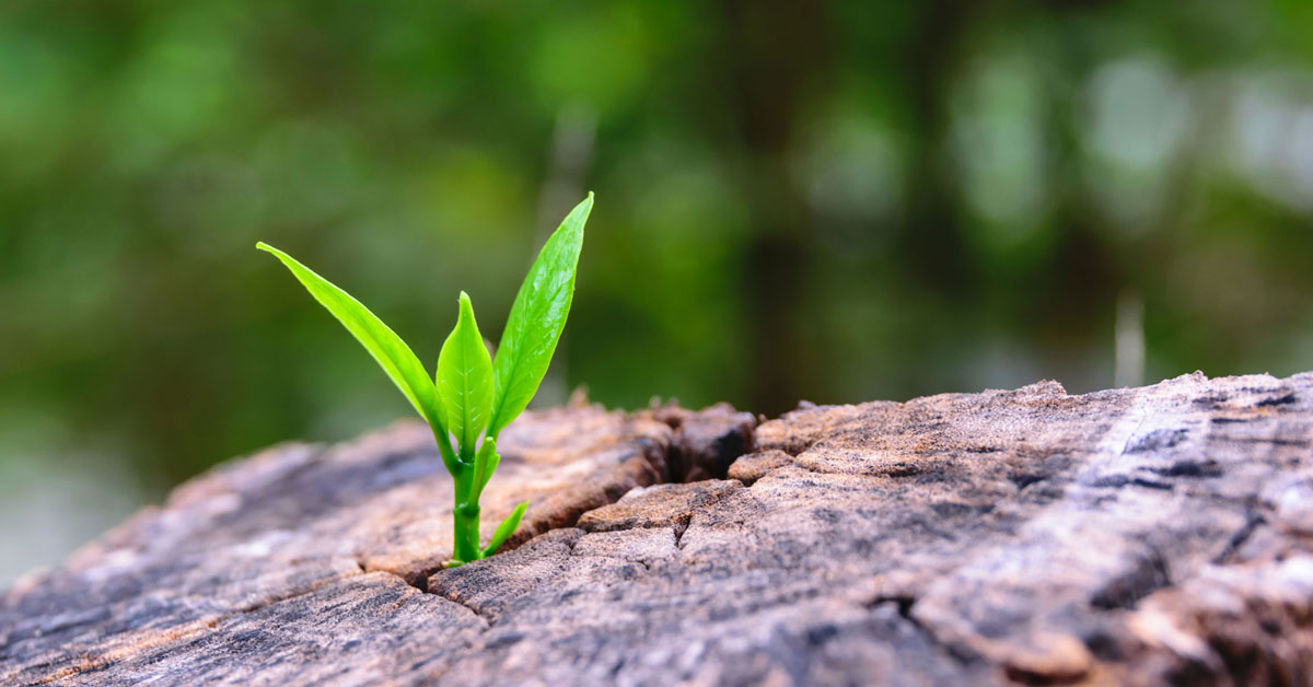 Create Real Change In Life Address Root Cause vs. Effects.