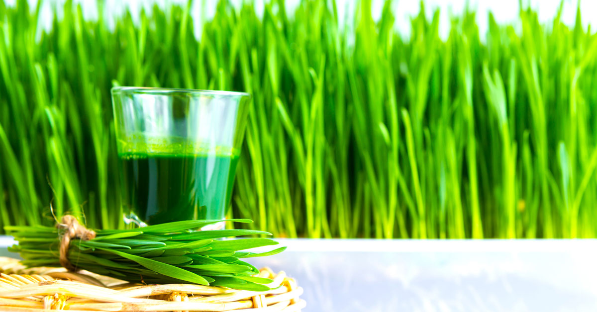 The Healthy Shot You Need Today Wheatgrass