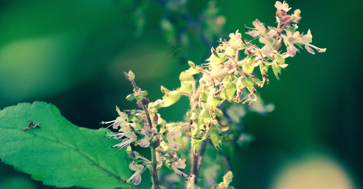 Ayurveda Wisdom -Tridoshas Or Theory Of Bio-Energies