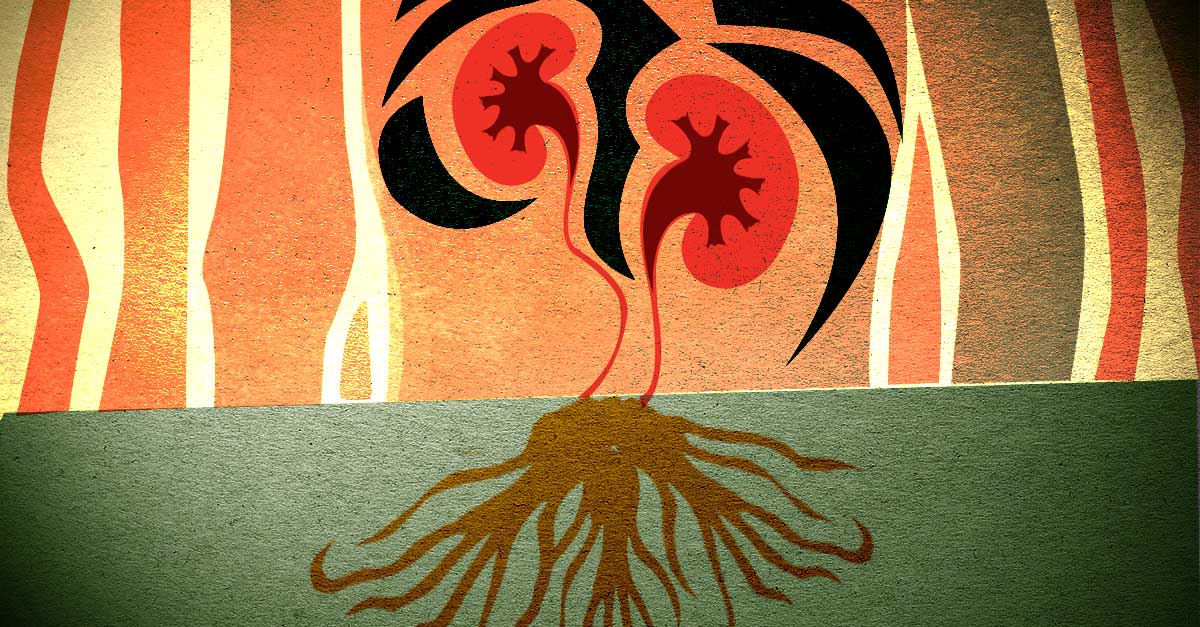 Is Ashwagandha Good For Your Kidneys