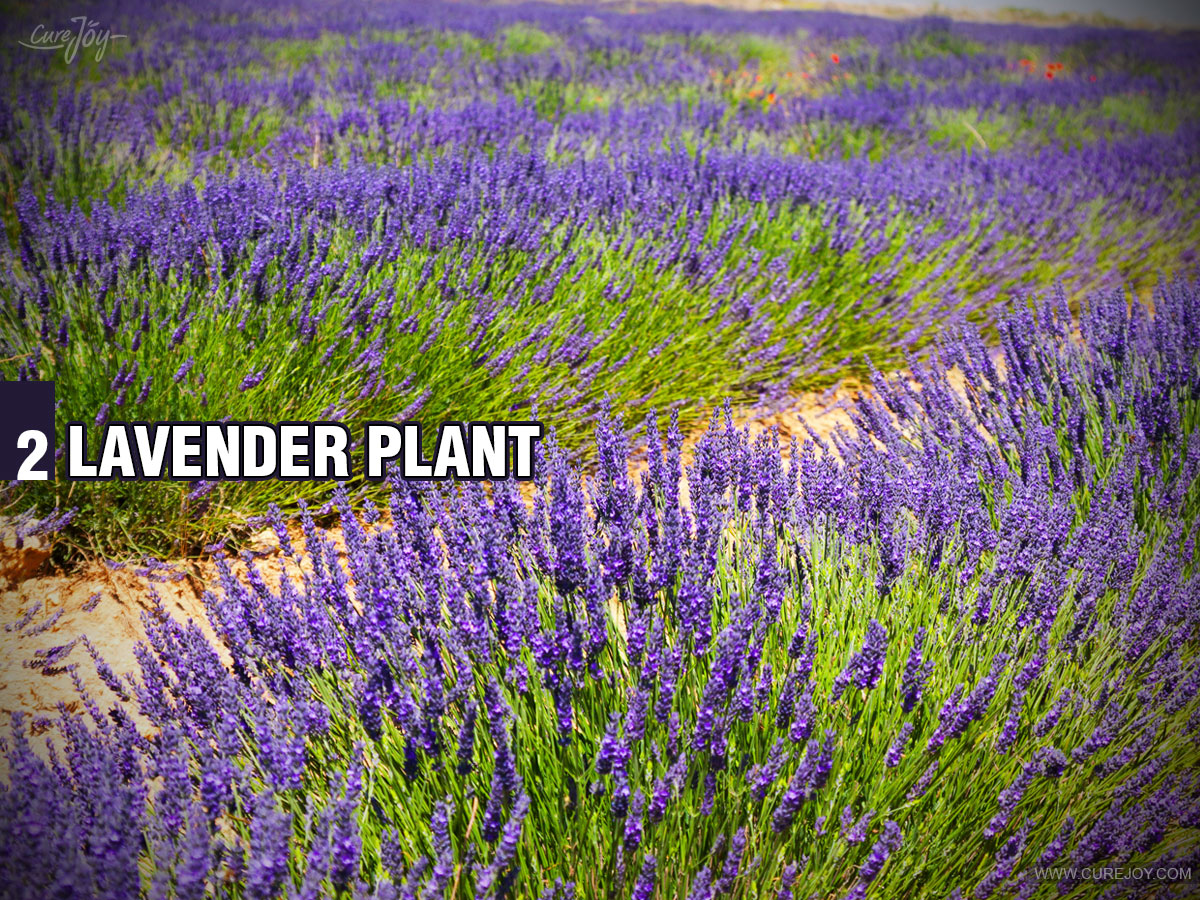 2-Lavender-Plant