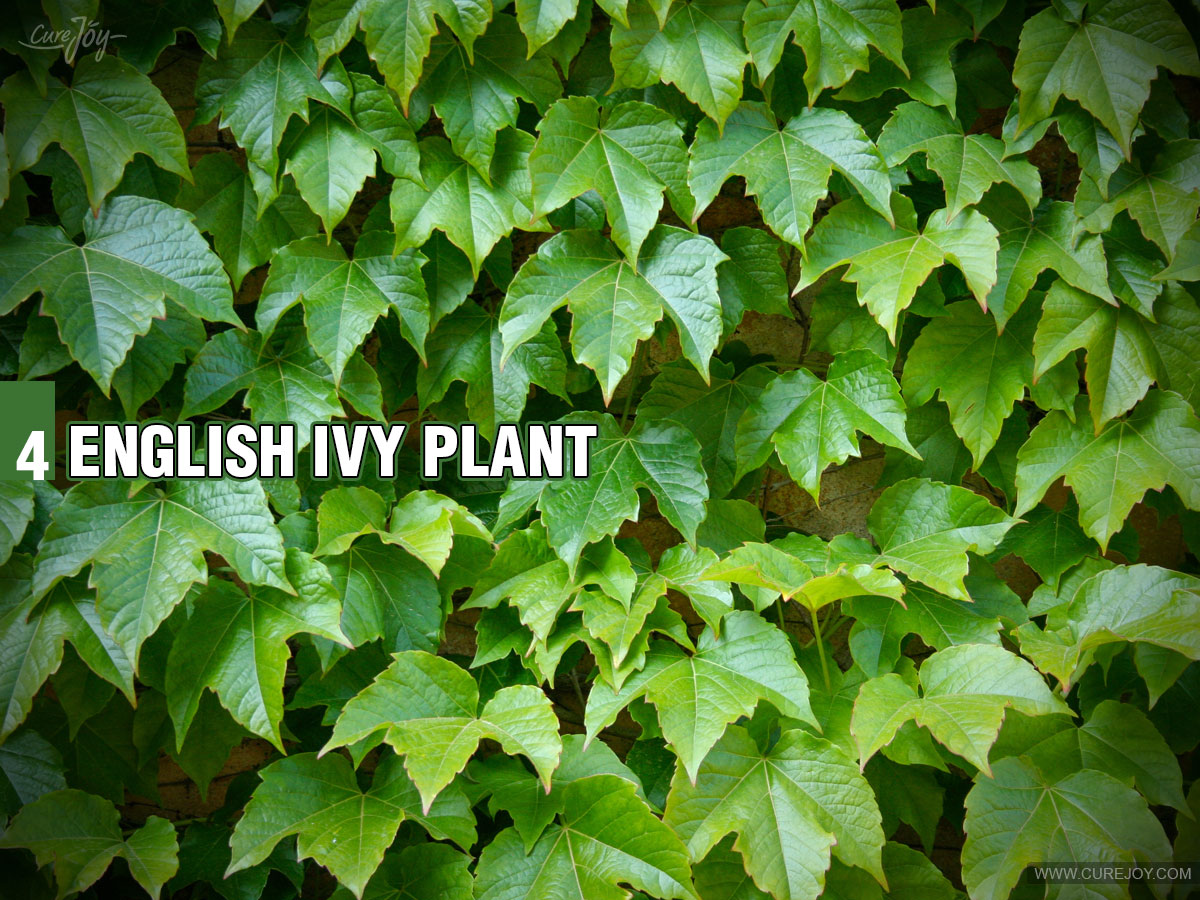 4-English-Ivy-Plant