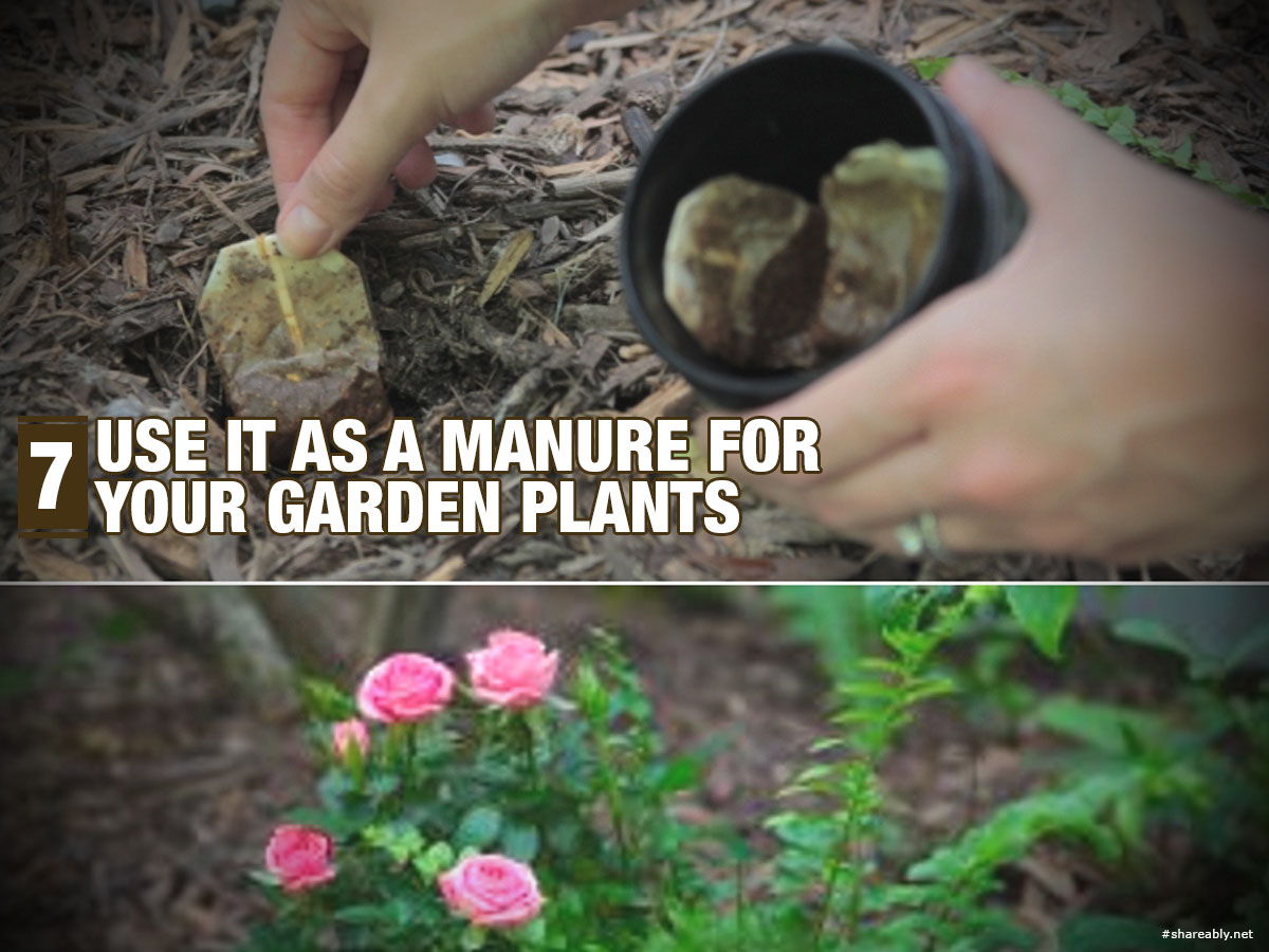 7-use-it-as-a-manure-for