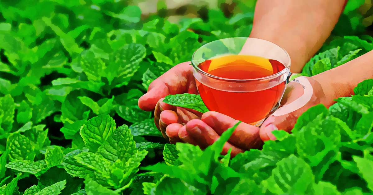 Benefits of peppermint tea