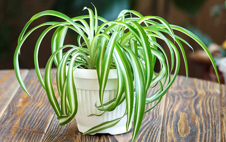 Spider plants to purify indoor air