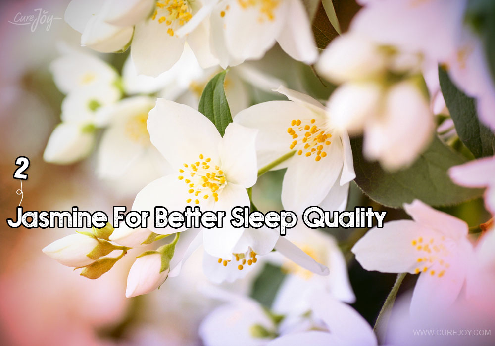 2-jasmine-for-better-sleep-quality