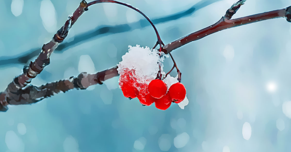 Winter fruits