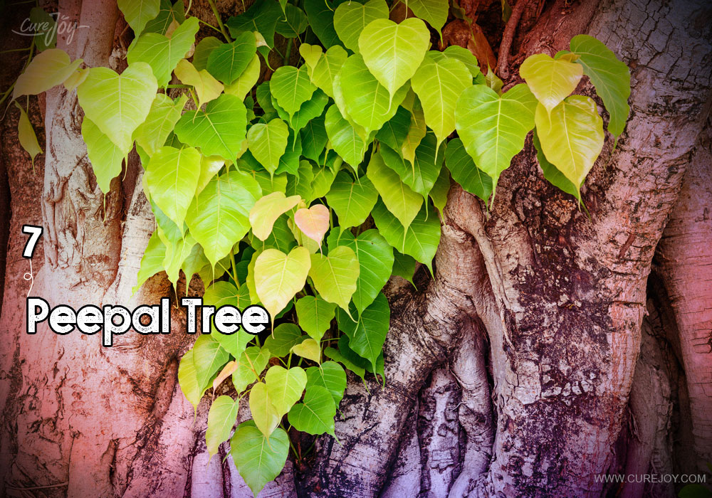 7-peepal-tree