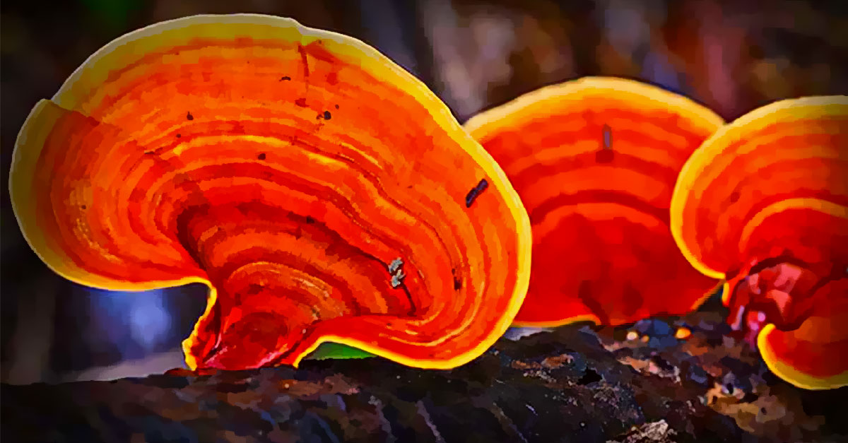 reishi mushroom health benefits