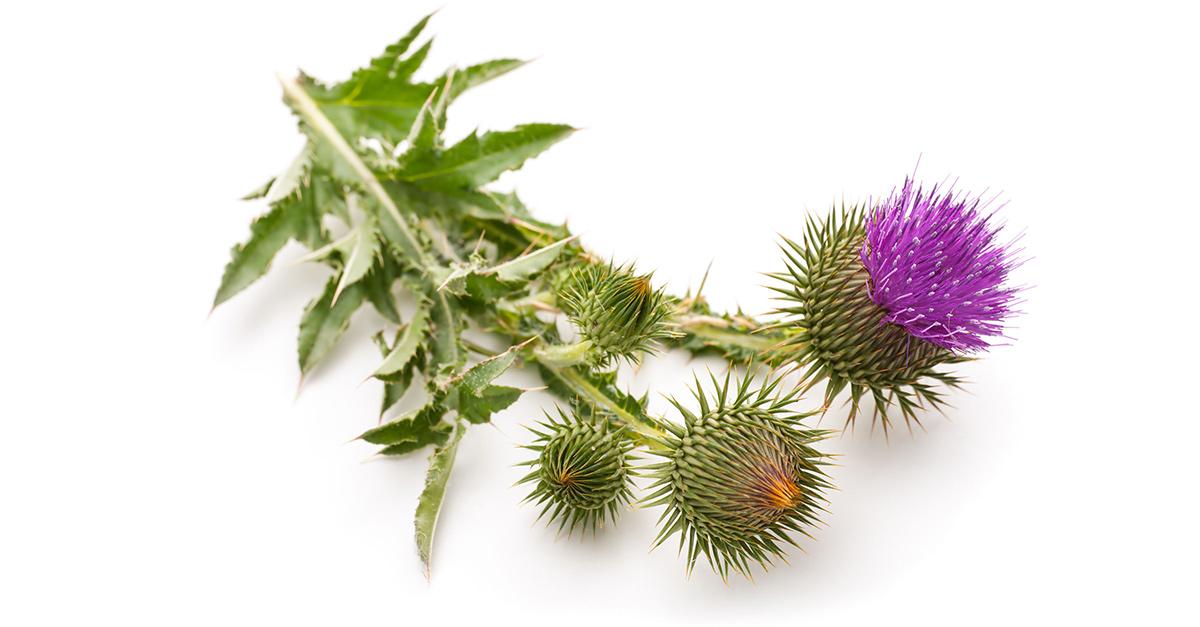 Benefits Of Milk Thistle