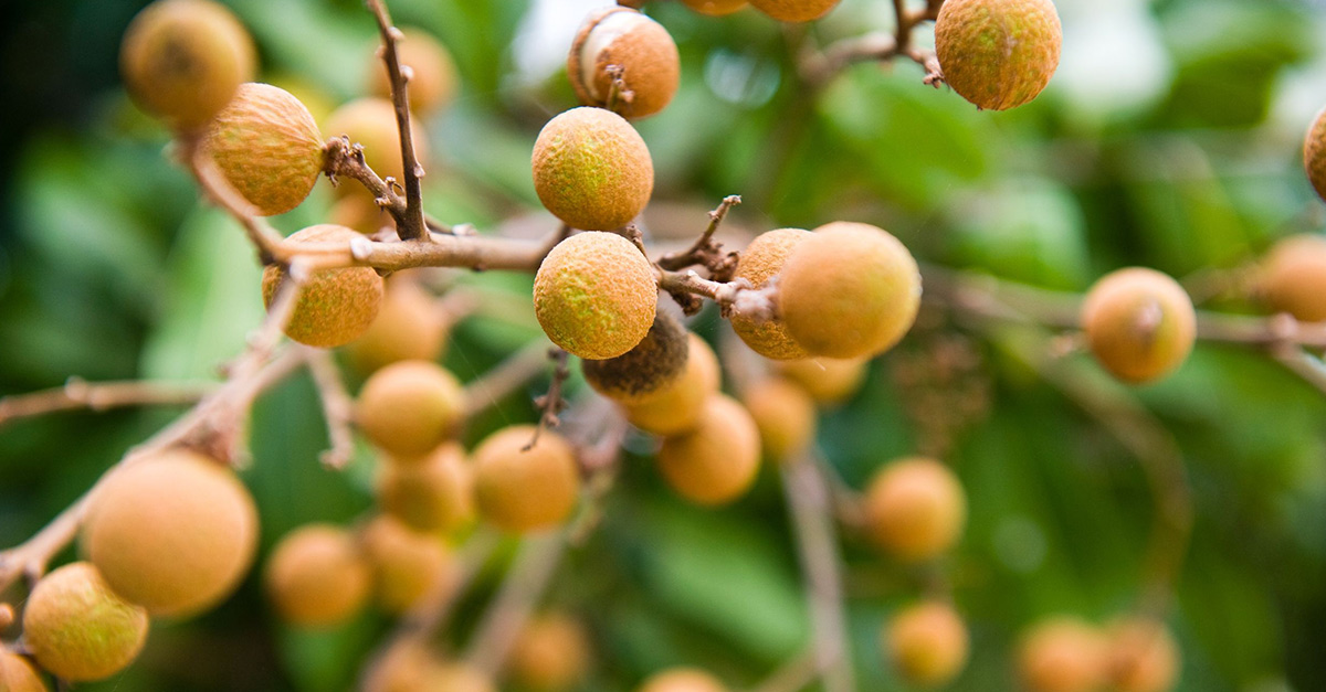 Health Benefits Of Longan Fruit