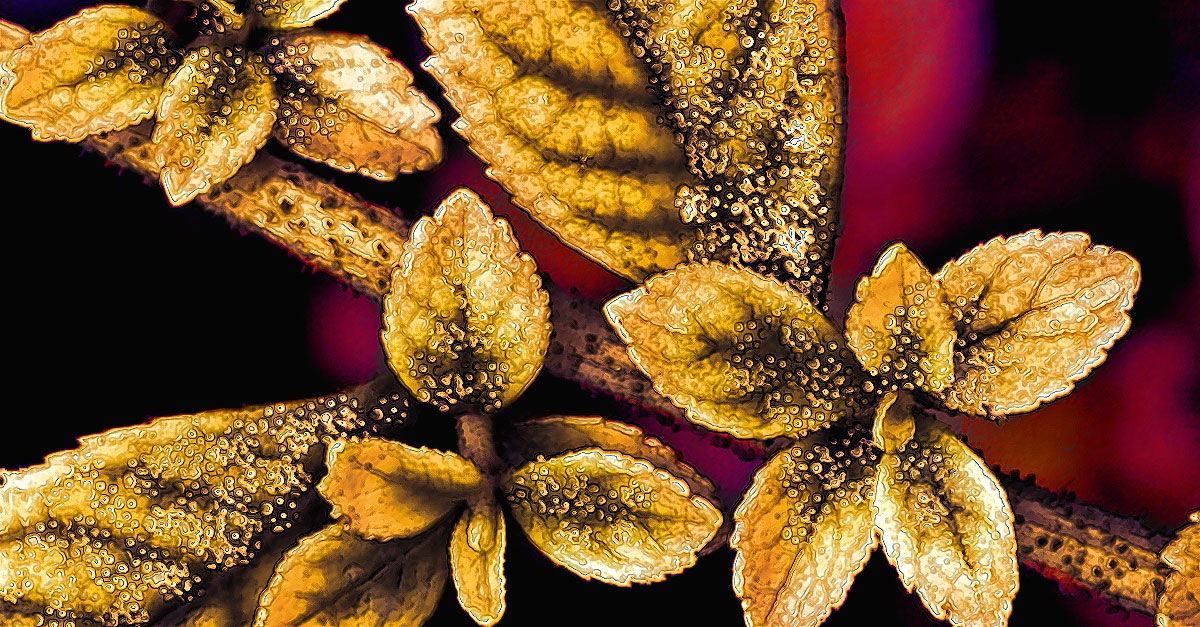 how to get rid of aphids naturally