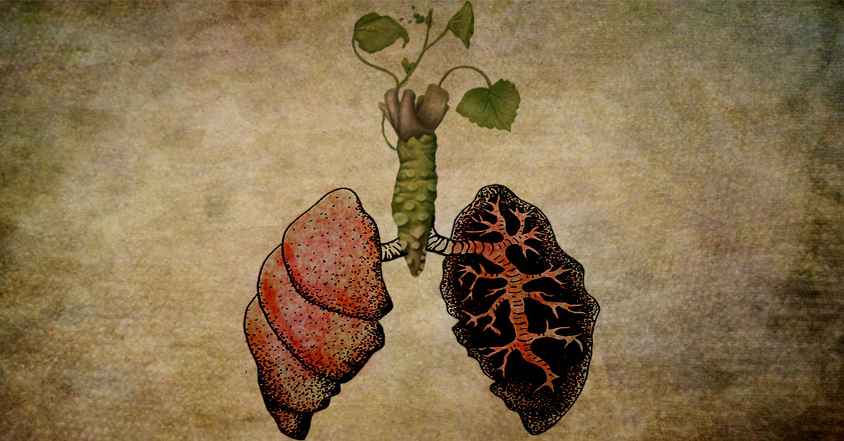 health benefits of wasabi