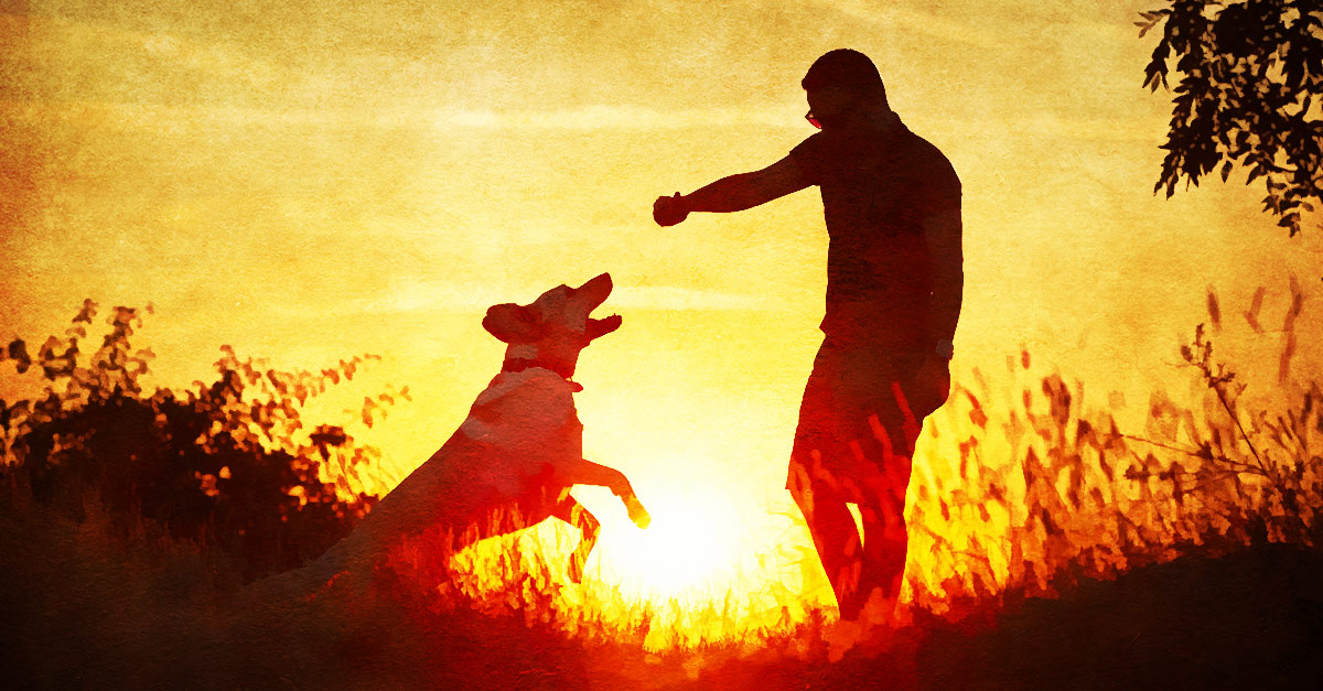 Our pets can pass on some diseases to us