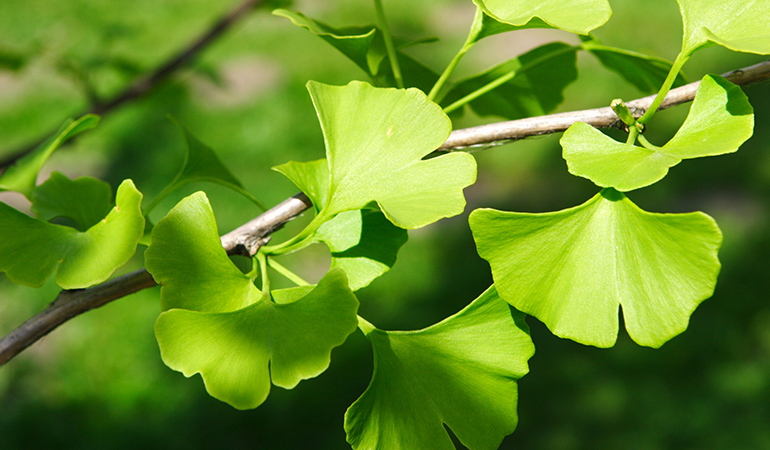 The ginkgo leaf is a herbal remedy for alopecia that increases hair growth.