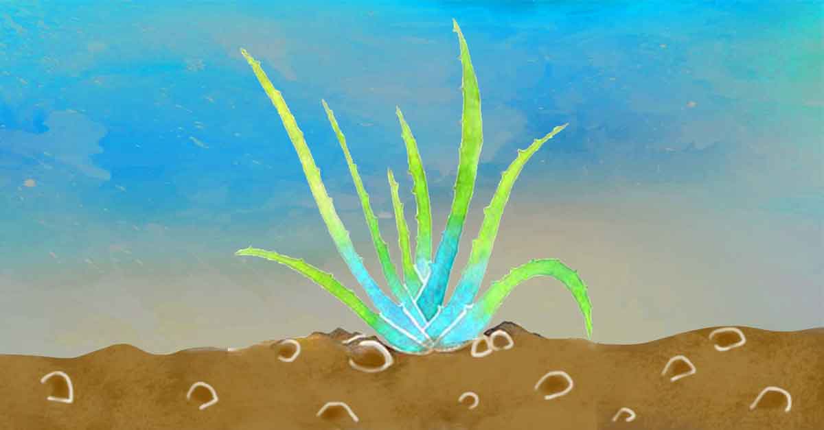 home remedies to get rid of razor bumps