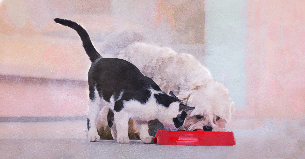 The importance of protein in your pets' diet.
