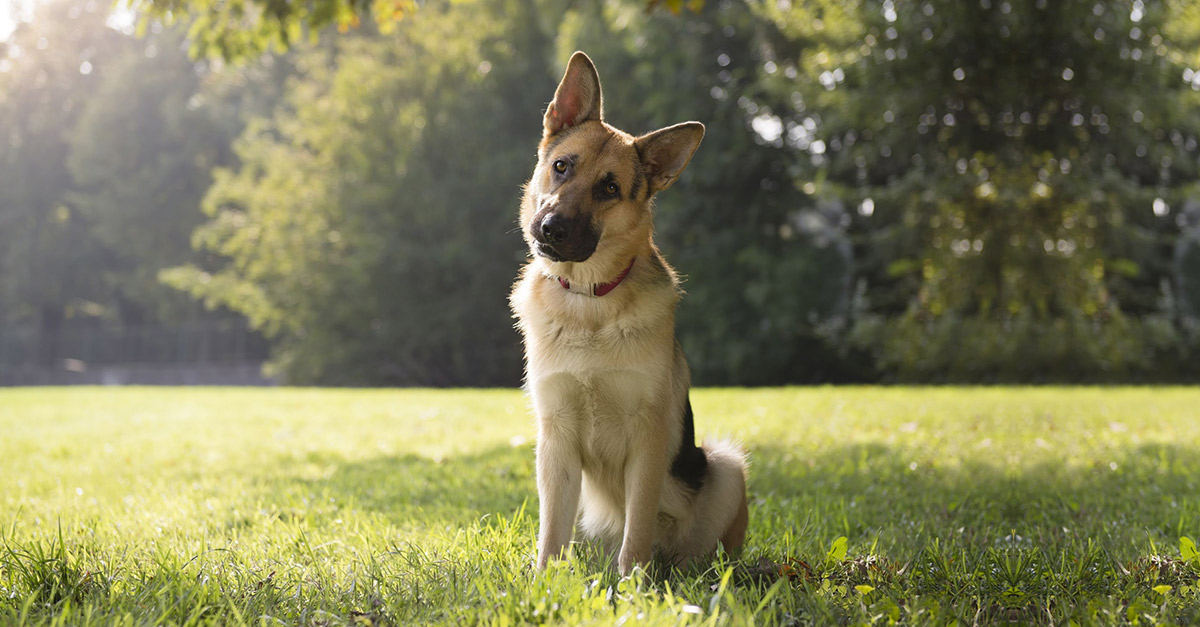 Common dog health problems and how to treat them