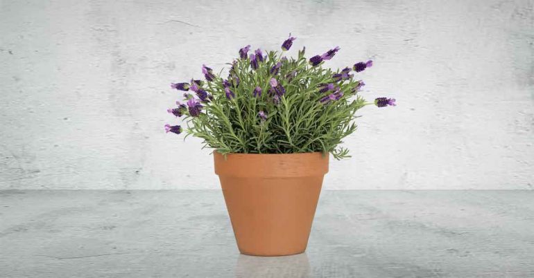 lavender plant to help you sleep better