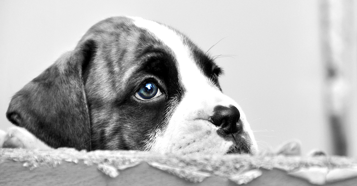 Before You Adopt A Rescue Dog