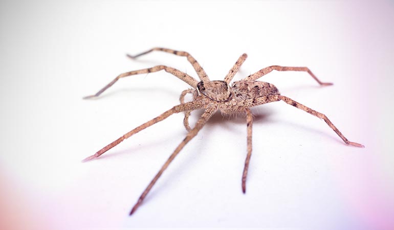 Spiders enter mostly during fall and through holes and cracks in doors, windows, etc