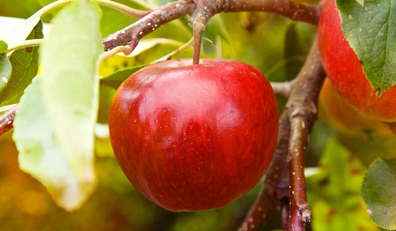 Apple neutralizes the effects of uric acid)