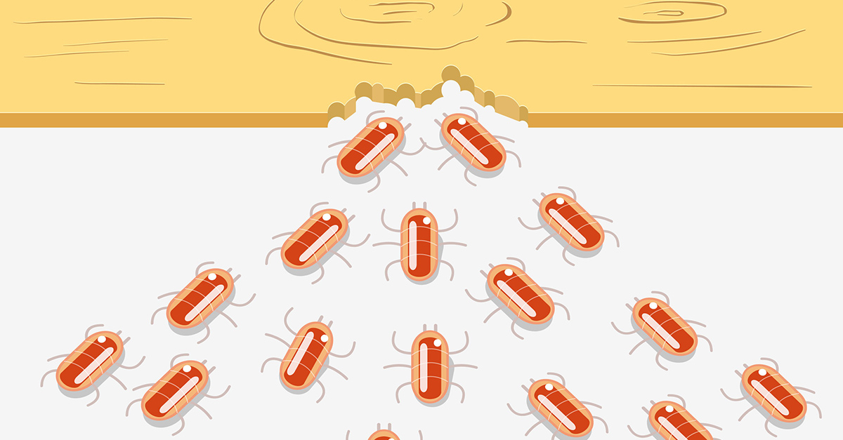 Termites can cause havoc to your furniture