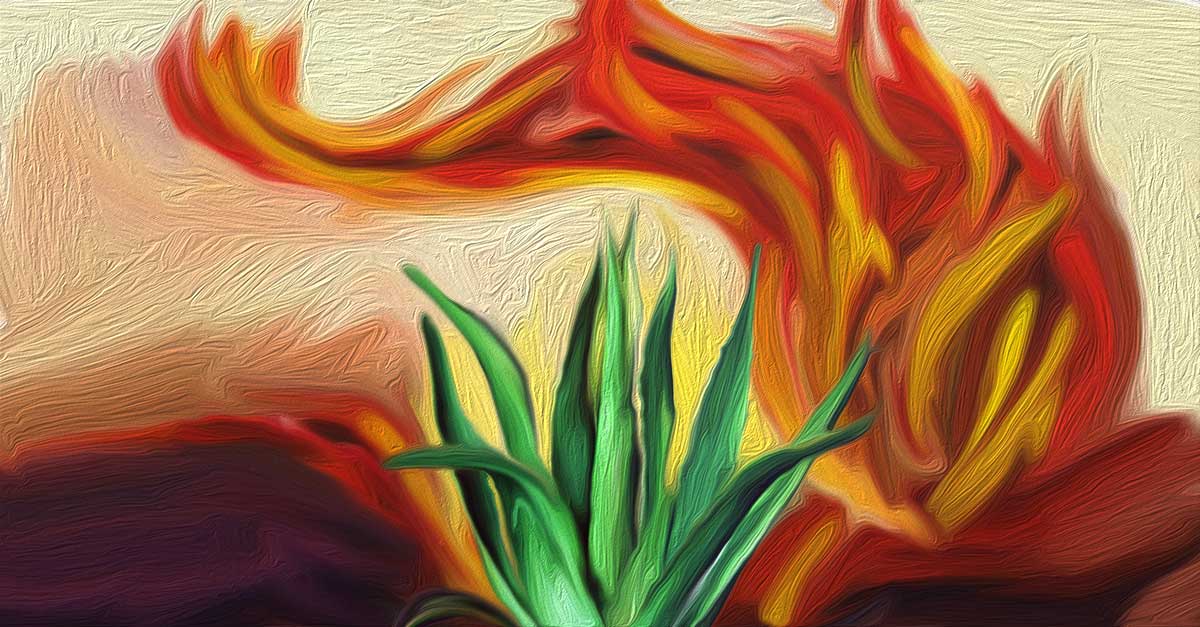 home remedies for skin burns