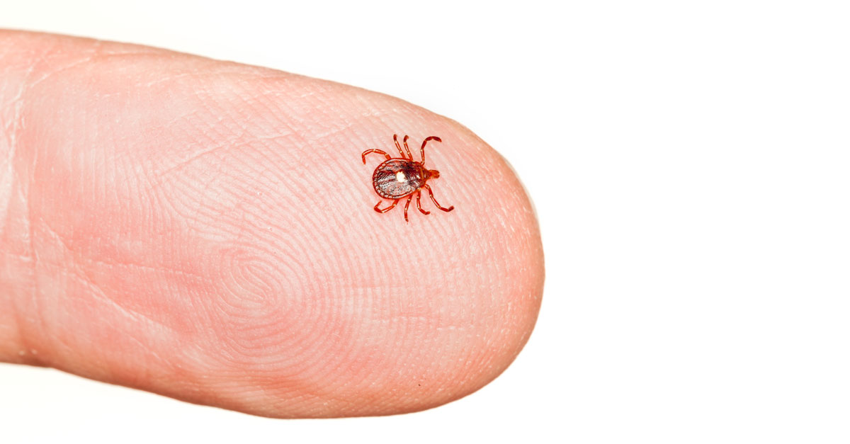 Lone Star Tick: A Rising Threat To Human Health