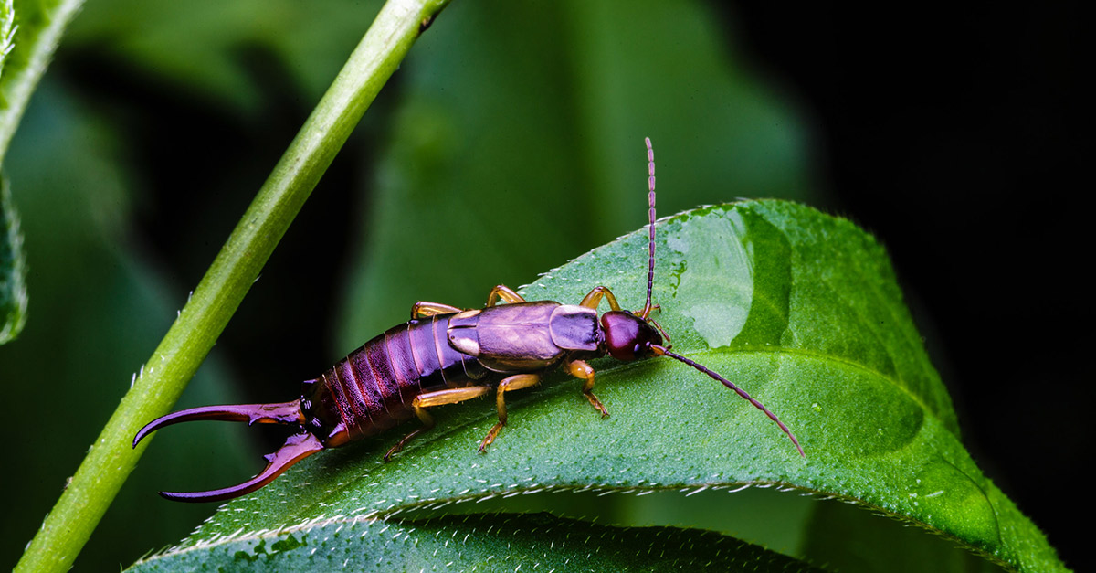 Are Earwigs Dangerous To Humans And How To Treat A Bite