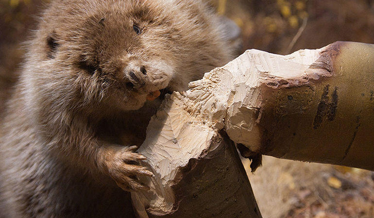 Castoreum is derived from beavers’ scent glands