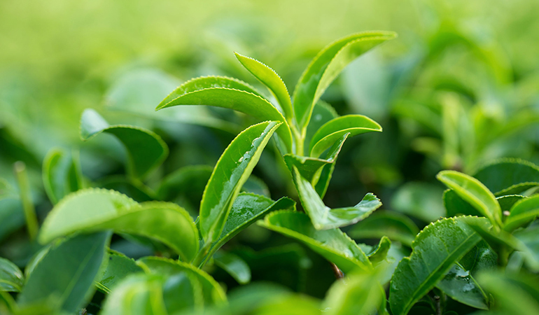 Matcha is made from the same tea leaf as black tea