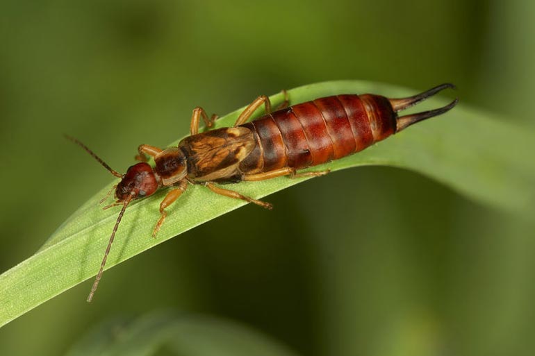Earwigs are found on all the continents except Antarctica