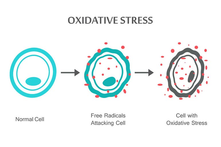 Promotes oxidative damage with radio wave exposure