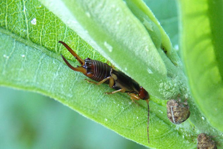 Earwigs generally feed on insects and plants