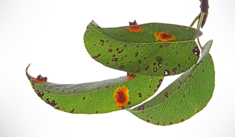 Leaves with various splotches of color are a sign of a pest attack and you will need to treat it with an insecticide.