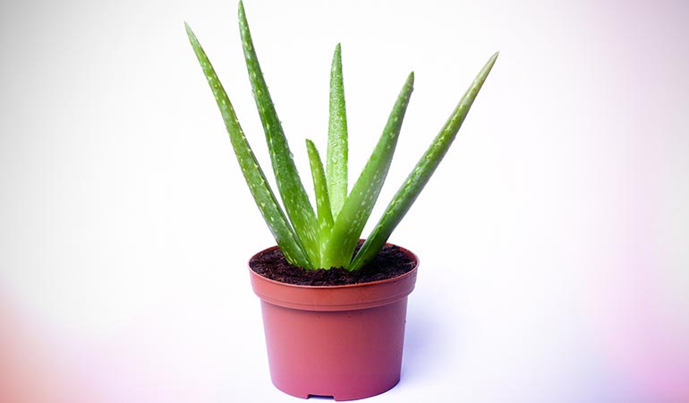 Aloe vera is known for its numerous medicinal values
