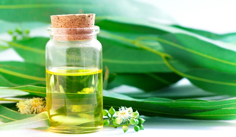 (Eucalyptus oil helps in cleansing the body and cure various respiratory disorders.