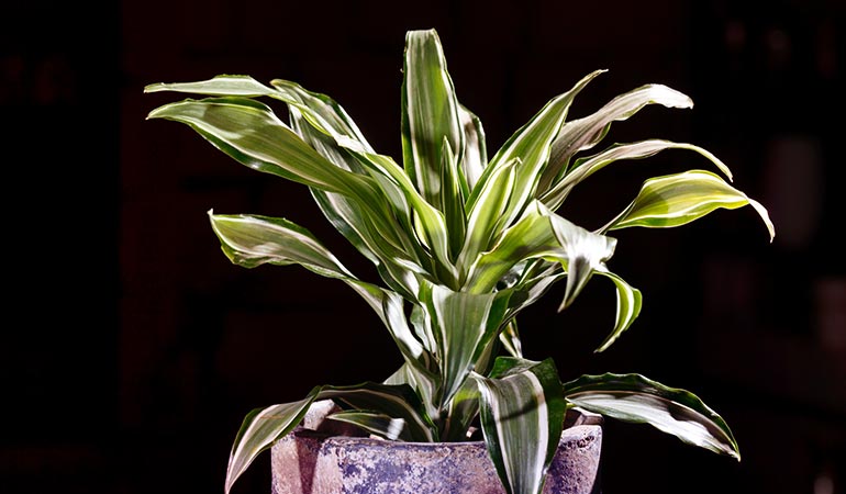 Dracaena adds greenery to malls, apartment blocks, and office spaces.