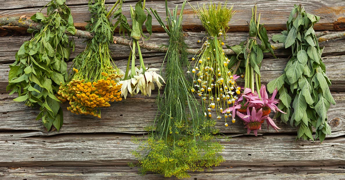 : Health benefits of common herbs