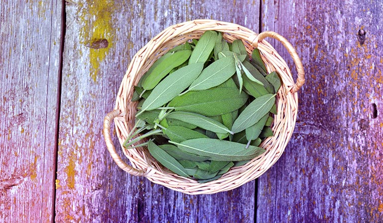 Sage can reduce period cramps and hot flashes during menopause