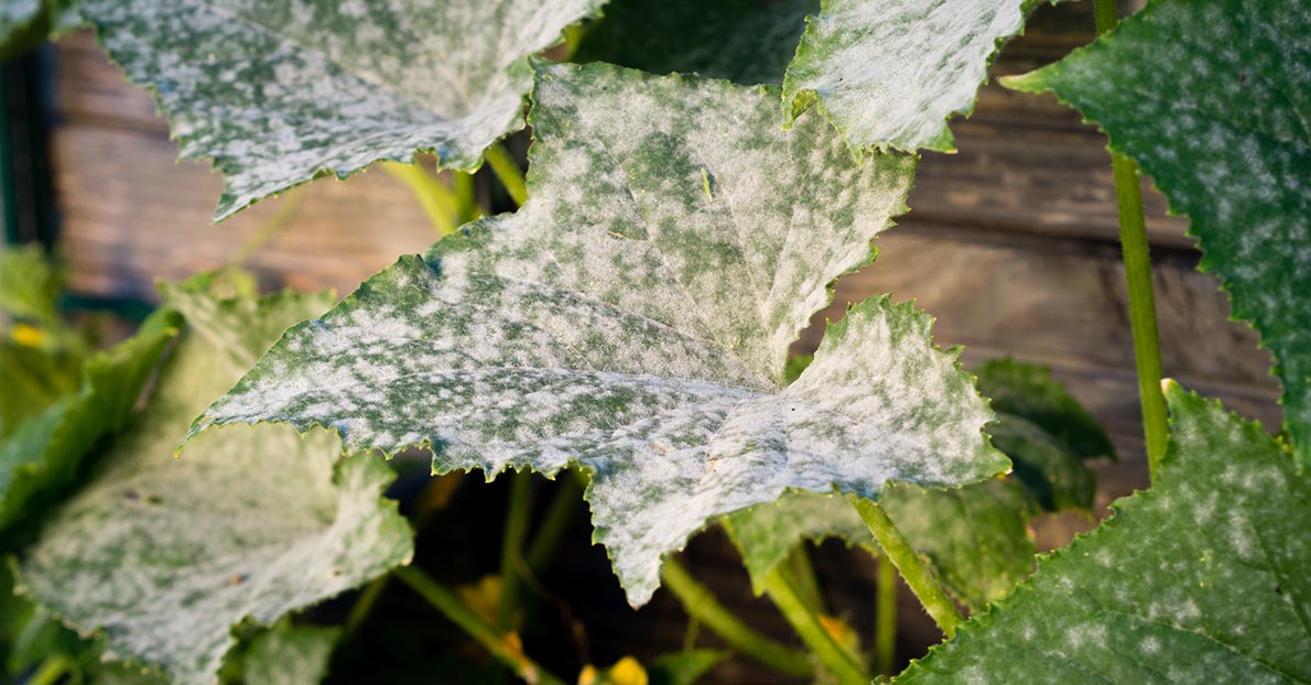 Mildew is a very stubborn fungus that occupies dark and damp places at home.