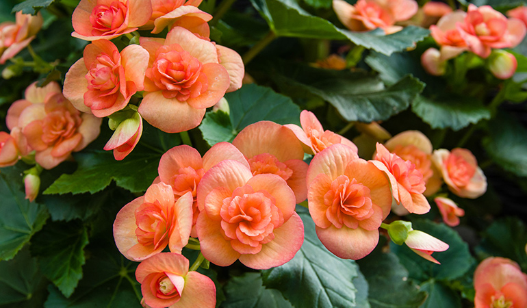Begonias come in various colors and does not require regular watering
