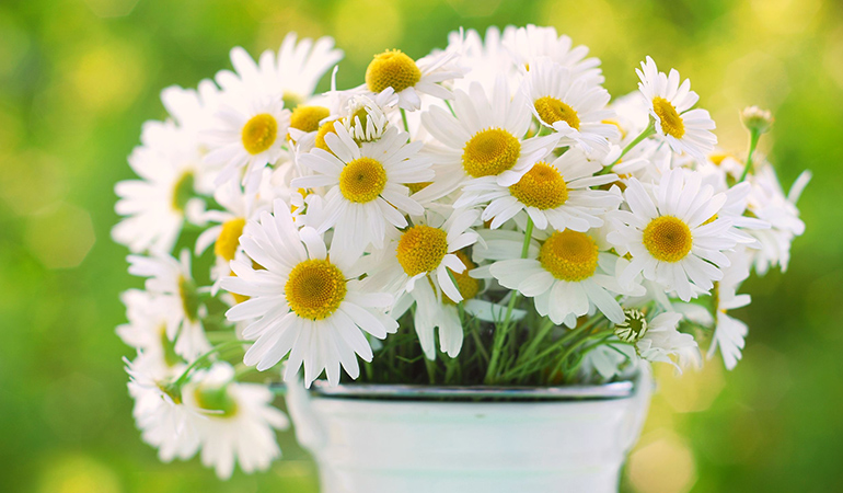 Chamomile can calm anxiety