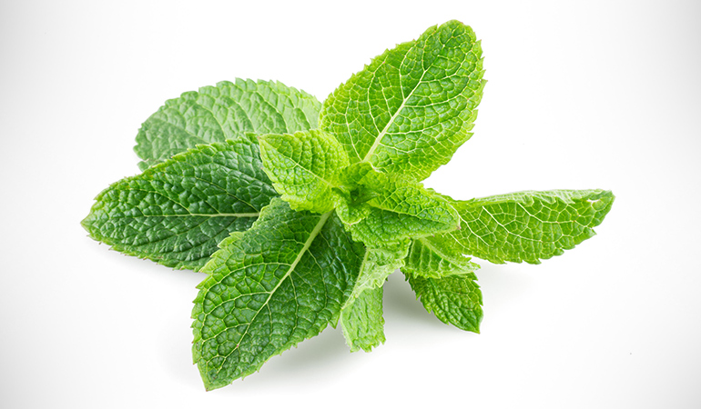 Peppermint leaves prevent bad breath.