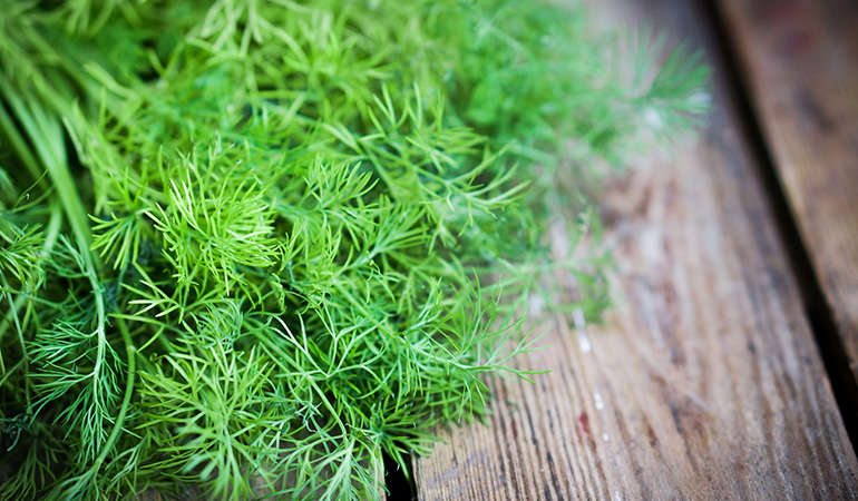 Dill is excellent for flatulence and has antispasmodic properties