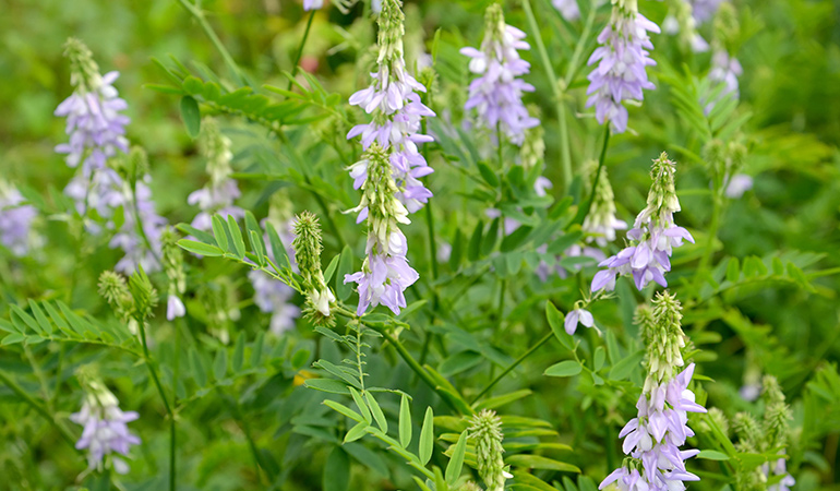 Goat’s rue is a popular herb for lactation.