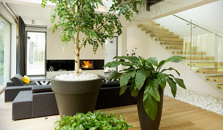 Large plants add immense beauty to your living areas